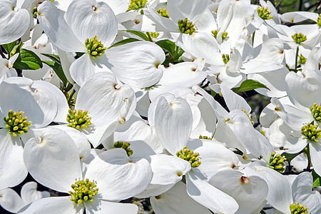 white petaled flowers thumbnail