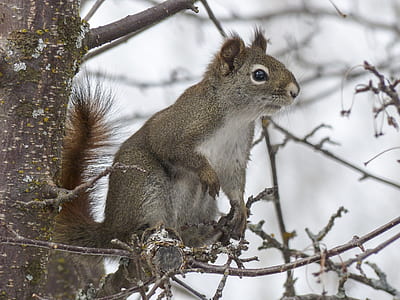 beige squirrel standing on tree branch thumbnail