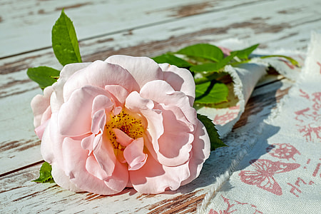 selective focus photography of pink and white petaled flower thumbnail