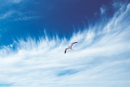 photo of white and black flying bird thumbnail