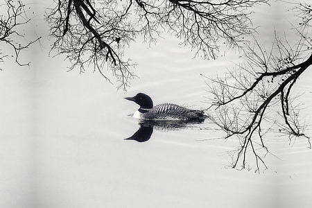 grayscale photography of duck on body of water thumbnail
