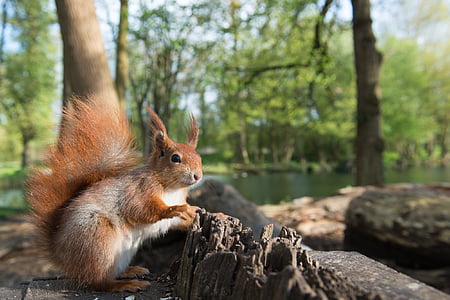 gray and brown squirrel on tree thumbnail
