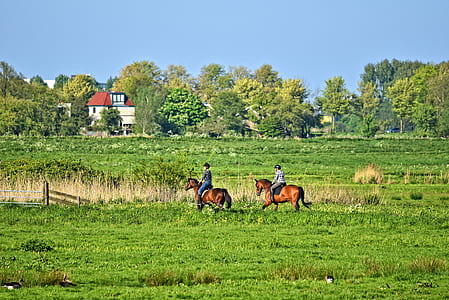 two person riding on horse on grass field under blue sky thumbnail