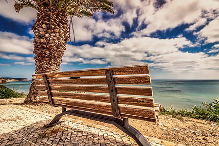brown wooden bench near palm tree and sea at daytime thumbnail