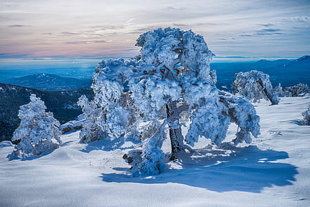landscape photography of trees covered with snow thumbnail