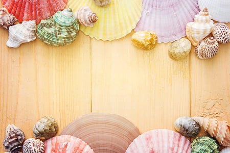 assorted seashells thumbnail