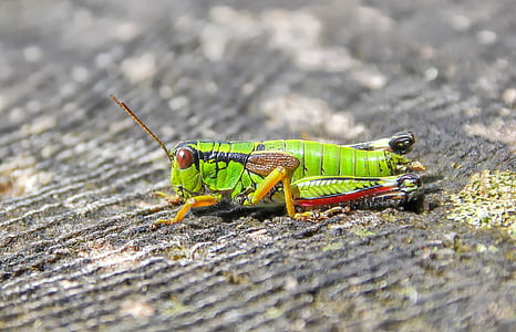 green lubber grasshopper on ground thumbnail
