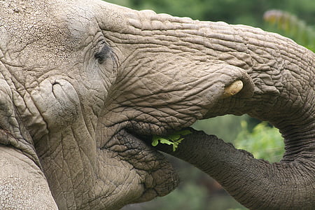 beige elephant eating leaf during daytime thumbnail