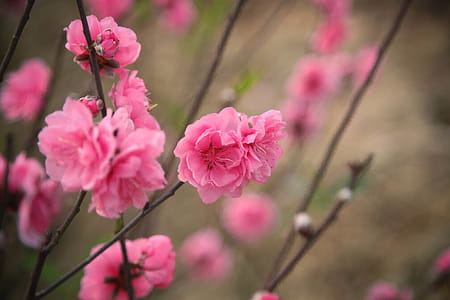Selective Focus Photography of Pink Petaled Flowers thumbnail
