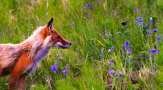 Fox near purple petaled flowers on green grass field during daytime thumbnail