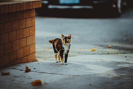 calico cat at the street thumbnail