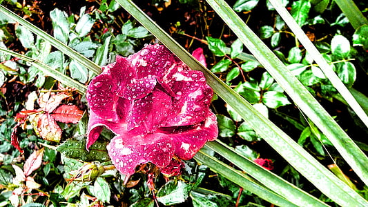 pink flowers during daytime thumbnail