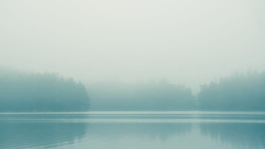 body of water and pine trees thumbnail
