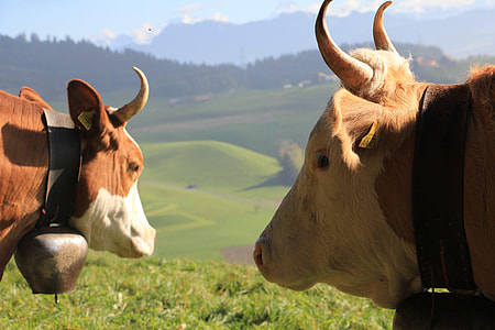 Cows With Hönern, Cows With Horns thumbnail