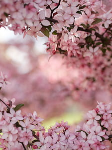 shallow focus photography of pink petal flowers thumbnail