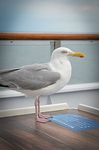 White Seagull on Brown Surface thumbnail