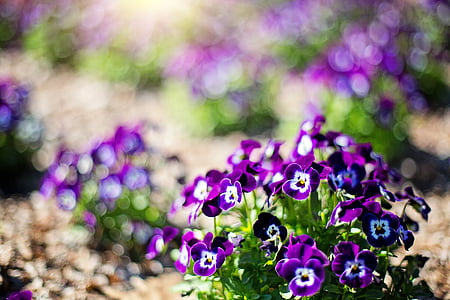 selective focus of purple-and-white petaled flowers photography thumbnail