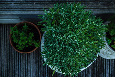 plants in pot thumbnail