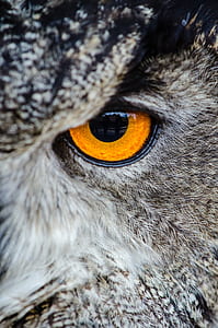 owl eye photogrpahy thumbnail