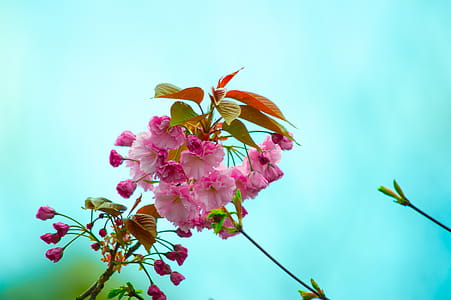 Close-Up Photography of Pink Flowers thumbnail