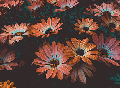 Photo of Daisy Flowers thumbnail