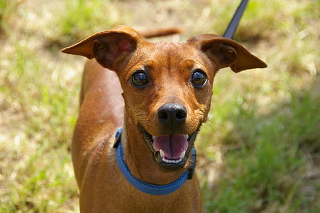 short-coated brown dog with blue collar thumbnail