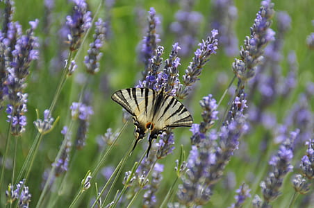old worlds swallowtail butterfly perching on purple flower in selective-focus photography thumbnail
