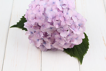 purple petaled flower on beige floor thumbnail