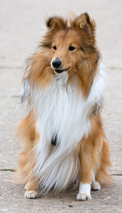 closeup photo of tan and white Rough Collie dog thumbnail