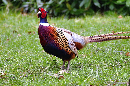 brown bird on grass field thumbnail