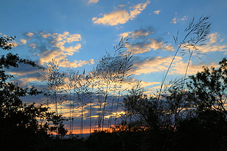 silhouette photo of plants thumbnail