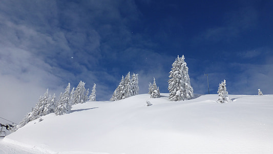 pine tree coated with snow on snow field thumbnail
