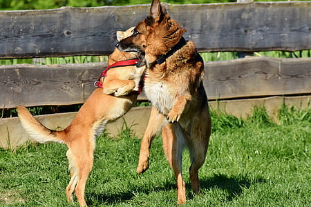 two long-coated brown dogs playing on grass thumbnail