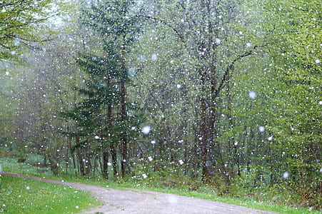 green trees during winter thumbnail