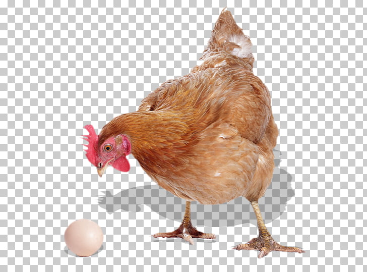 Rooster Pen Animal Husbandry Hen Sheep Pen Png Clipart Free Cliparts Uihere