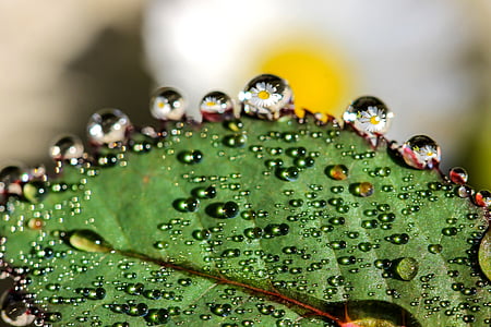 macro photograph of leaf with water drops thumbnail