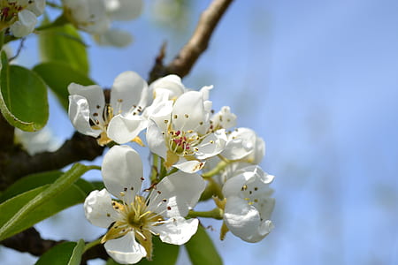 selective focus photograph of white petaled flower thumbnail