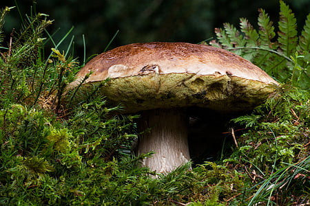brown mushroom in closeup photography thumbnail