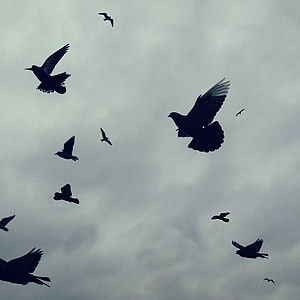 silhouette of flying doves under white clouds thumbnail