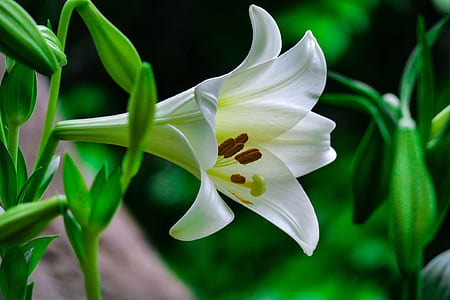 white trumpet lily in selective focus photography thumbnail