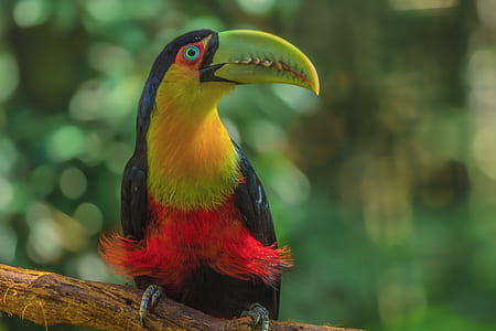 long-beak yellow and black bird perched on tree branch at daytime thumbnail