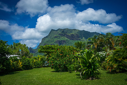 green trees on grass lawn thumbnail