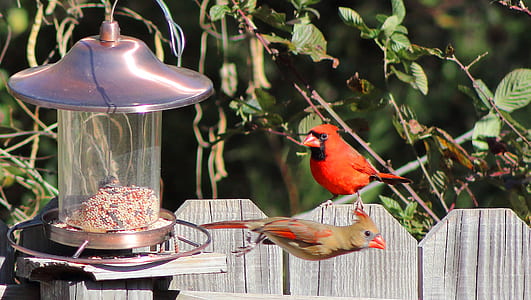 red and black bird on gray wooden fence thumbnail