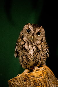 brown and gray owl perched on trunk thumbnail