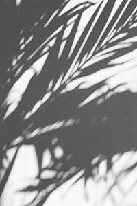 leaves shadow thumbnail