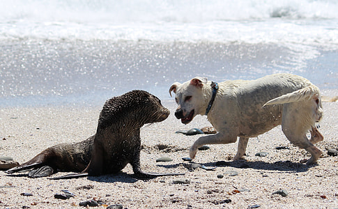 white American Pit Bull Terrier on seashore with black seal during daytime thumbnail