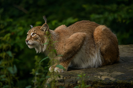 lynx sitting on rock beside tree thumbnail