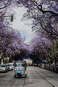 Purple Jacaranda trees. At Avenida Dom Carlos I, Lisbon, Portugal thumbnail