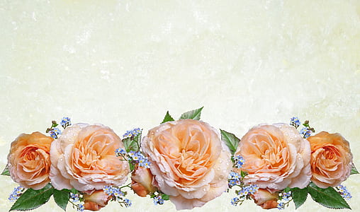 five white-and-orange flowers thumbnail