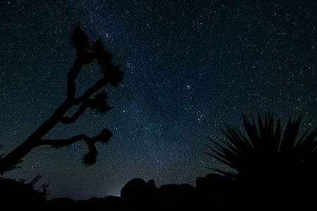 silhouette of tree during night time thumbnail